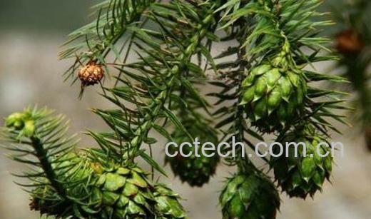 杉果的功效与作用及药用价值-0