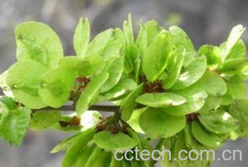 榆树叶可以吃吗 榆树叶的功效与作用-1