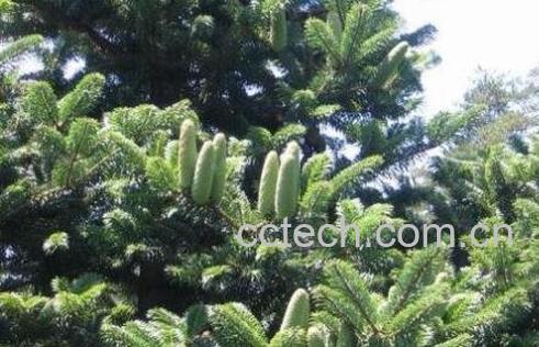 杉果的功效与作用及药用价值-1