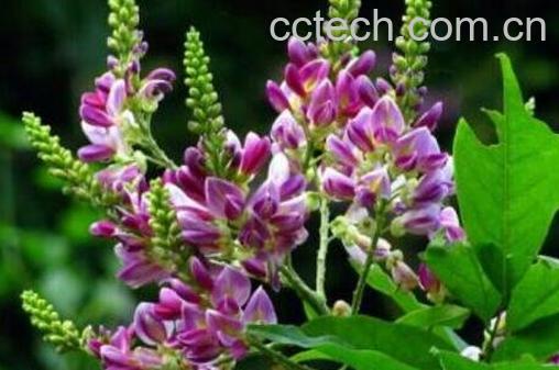 鸡血藤的功效与副作用-1