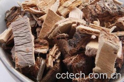 榆树皮的功效与作用及药用价值-1