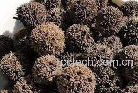 路路通的功效与作用及食用方法-0