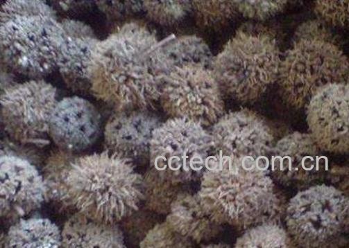 路路通的功效与作用及食用方法-1