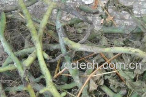 石豇豆图片 石豇豆的功效与作用-0