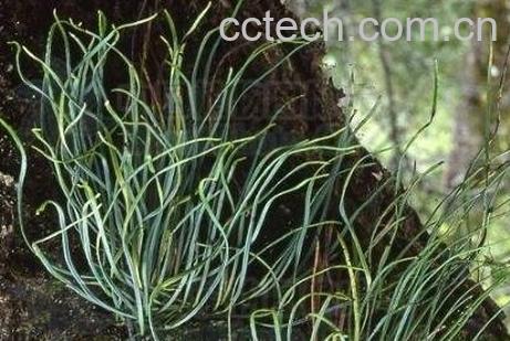 石豇豆图片 石豇豆的功效与作用-1