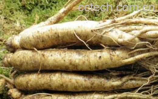 人参怎么吃效果最好-0