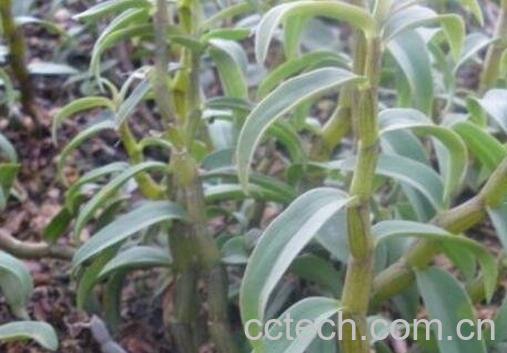 铁皮石斛怎么保存-0