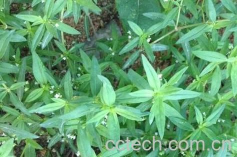  白花蛇舌草的功效与作用 白花蛇舌草能治什么病-0