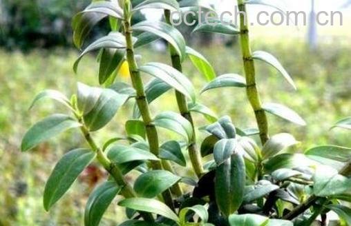 铁皮石斛怎么保存-1