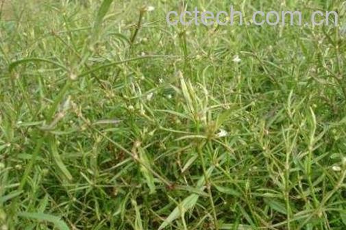  白花蛇舌草的功效与作用 白花蛇舌草能治什么病-1