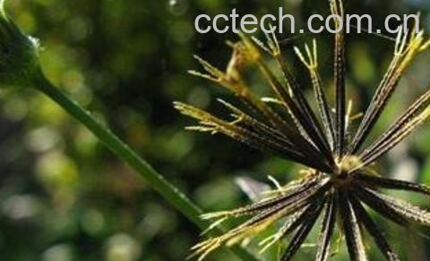 鬼针草的功效与作用及药用价值-0