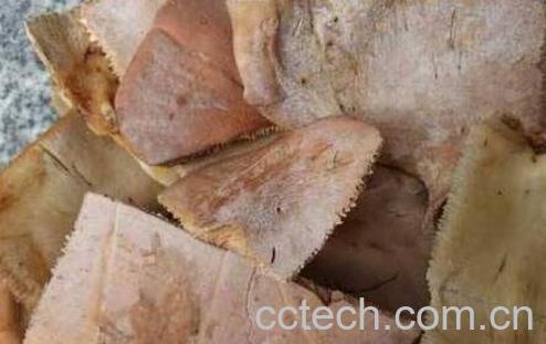 鱼板胶的功效与作用-0