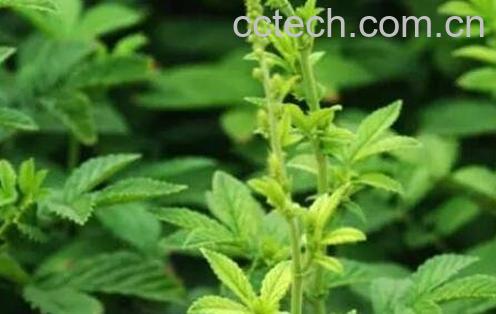 仙鹤草的功效与作用及食疗用法-1