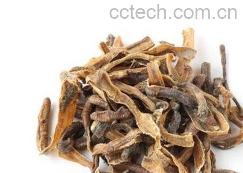 地龙的功效与作用及药用价值-1