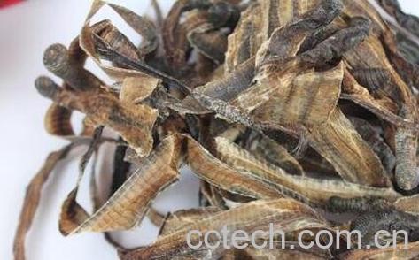 地龙的功效与作用及药用价值-0