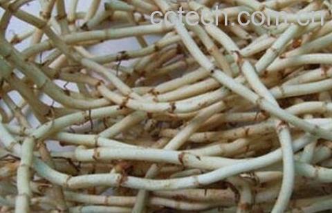 鱼腥草泡水喝的好处与功效-1