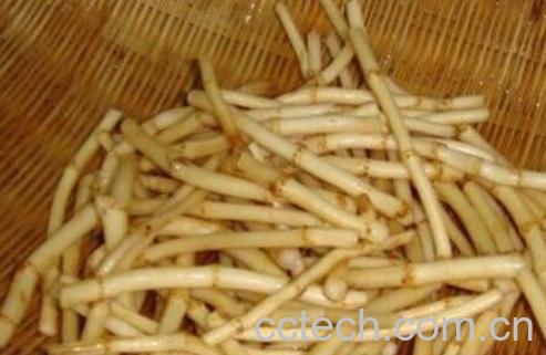 鱼腥草泡水喝的好处与功效-0