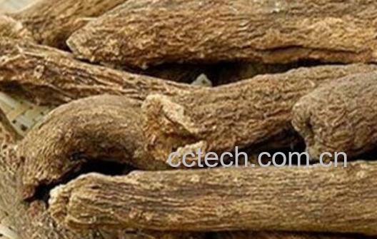 木香的功效与作用及药用价值-1