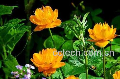 金莲花的功效与作用及禁忌-0