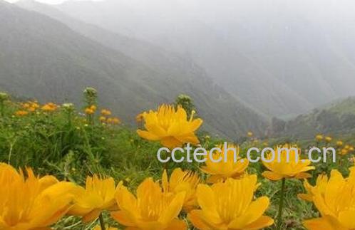 金莲花的功效与作用及禁忌-1