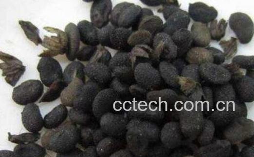 补骨脂的功效与作用及禁忌-0