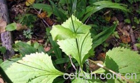 透骨草的功效与作用 透骨草的常用配方-0