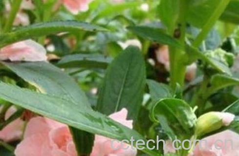 透骨草的功效与作用 透骨草的常用配方-1