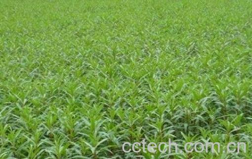 赶黄草的功效与作用-1