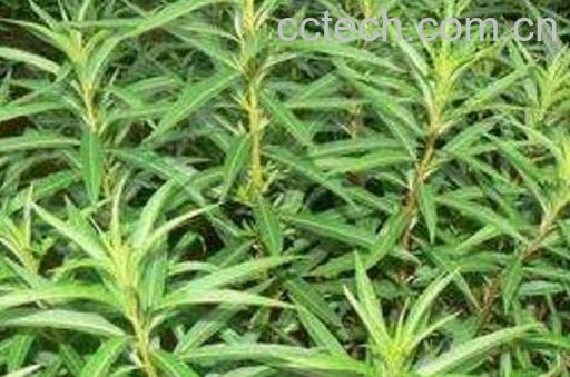 赶黄草的功效与作用-0