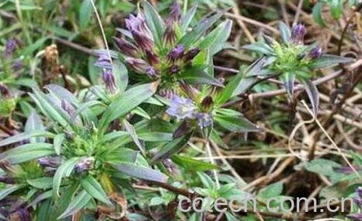 龙胆草的功效与作用及禁忌-0