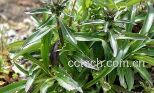 龙胆草的功效与作用及禁忌-1