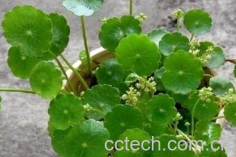 金钱草的功效与作用 金钱草能治结石吗-1