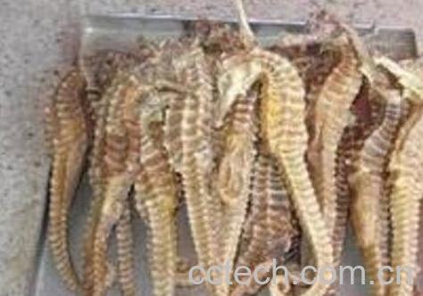 海马的功效与作用及食用方法-1