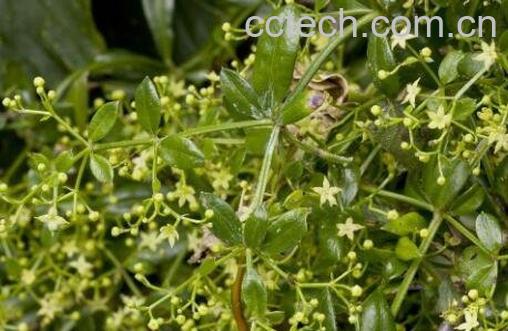 茜草的功效与作用及药用价值-0