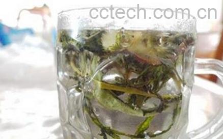 怎样用蒲公英泡水喝 蒲公英泡水喝的功效-0