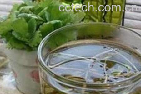 怎样用蒲公英泡水喝 蒲公英泡水喝的功效-1