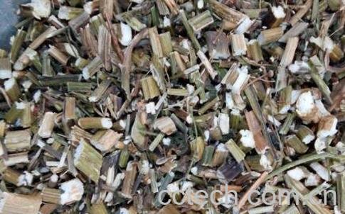 茜草的功效与作用及药用价值-1