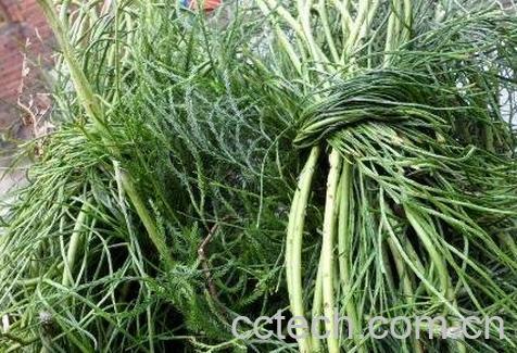 伸筋草的功效与作用及药用价值-0