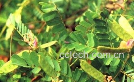 鸡骨草的功效与作用及食用方法-0