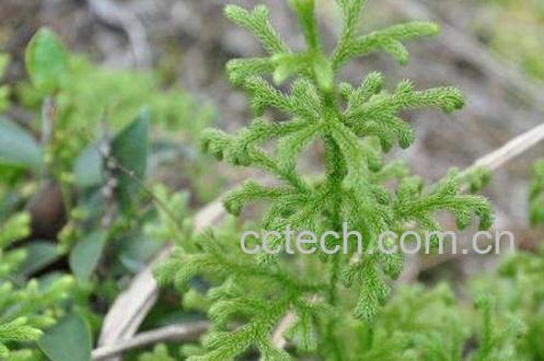 伸筋草的功效与作用及药用价值-1