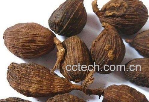  草果的功效与作用及常用配方-0