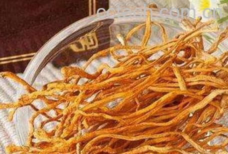 百虫草的功效和用途-0