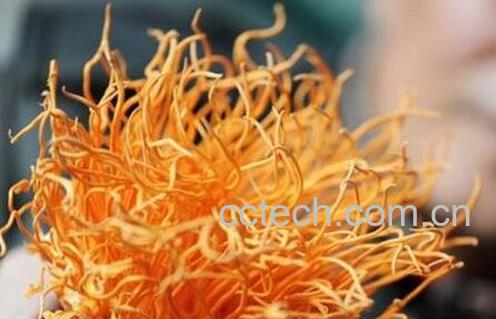 百虫草的功效和用途-1