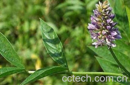  甘草有什么作用-1