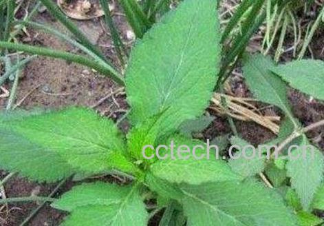 鹅不食草的功效与作用及禁忌-0