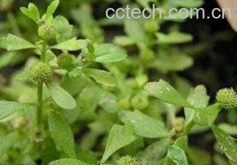 鹅不食草的功效与作用及禁忌-1