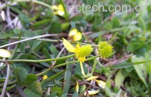猫爪草的功效与作用及药用价值-1