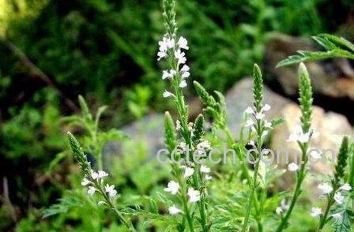 马鞭草的功效与作用及禁忌-0