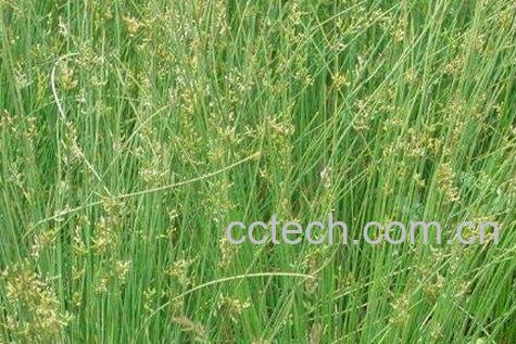 灯心草的功效与作用及药用价值-1