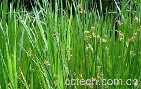 灯心草的功效与作用及药用价值-0